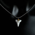 Collier avec Pendentif Dent de Requin Blanche